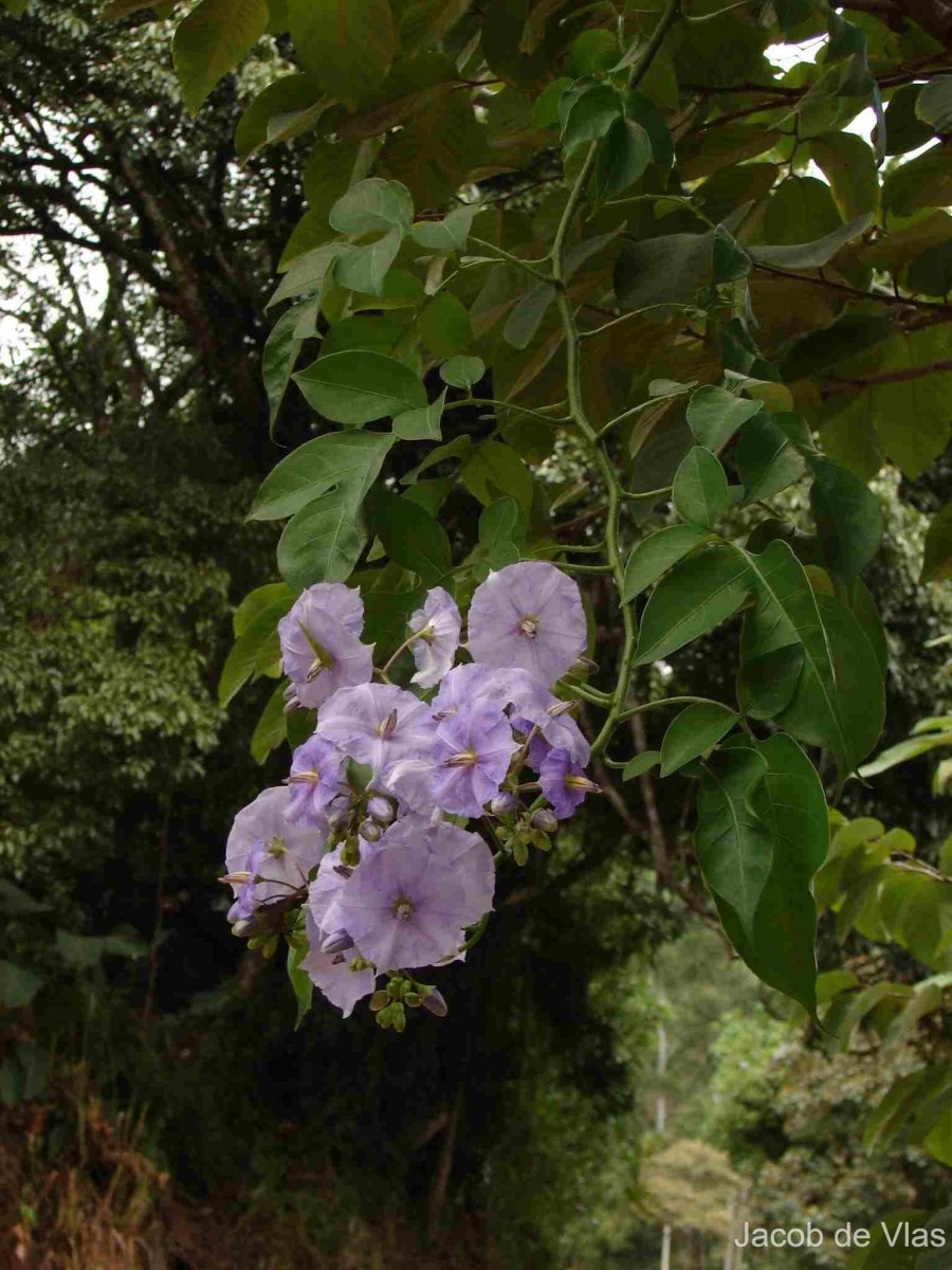 Solanum wendlandii Hook.f.